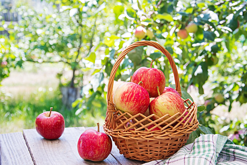 fresh-red-apples-in-a-basket-on-a-table-in-a-summer-garden-web