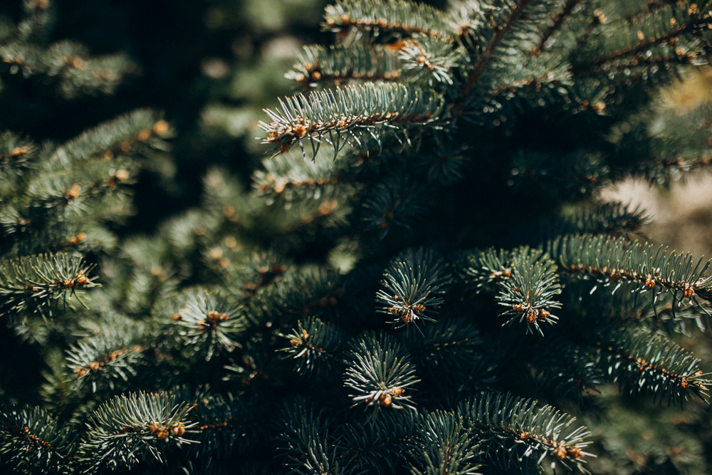 fir-tree-branch-with-needles-close-up-web