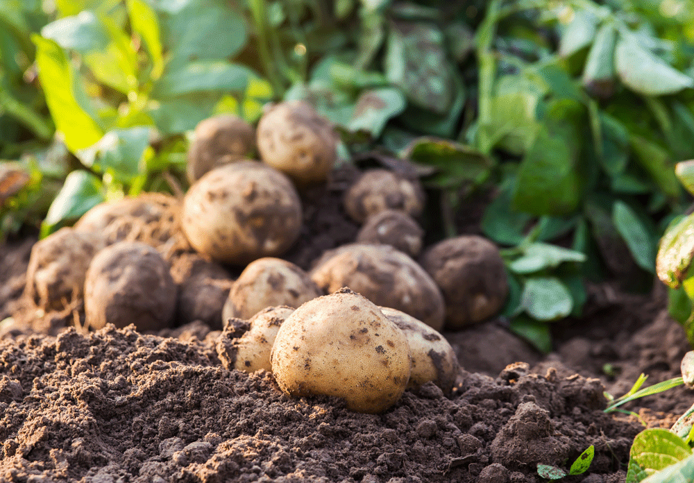 potatoes-ground