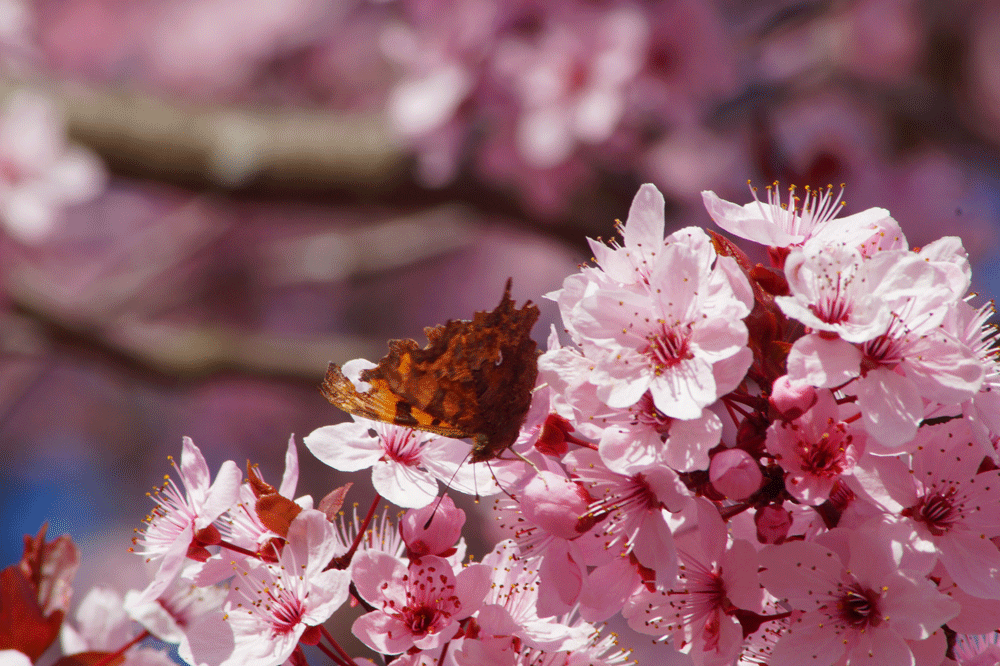 close-up-cherry-blossoms