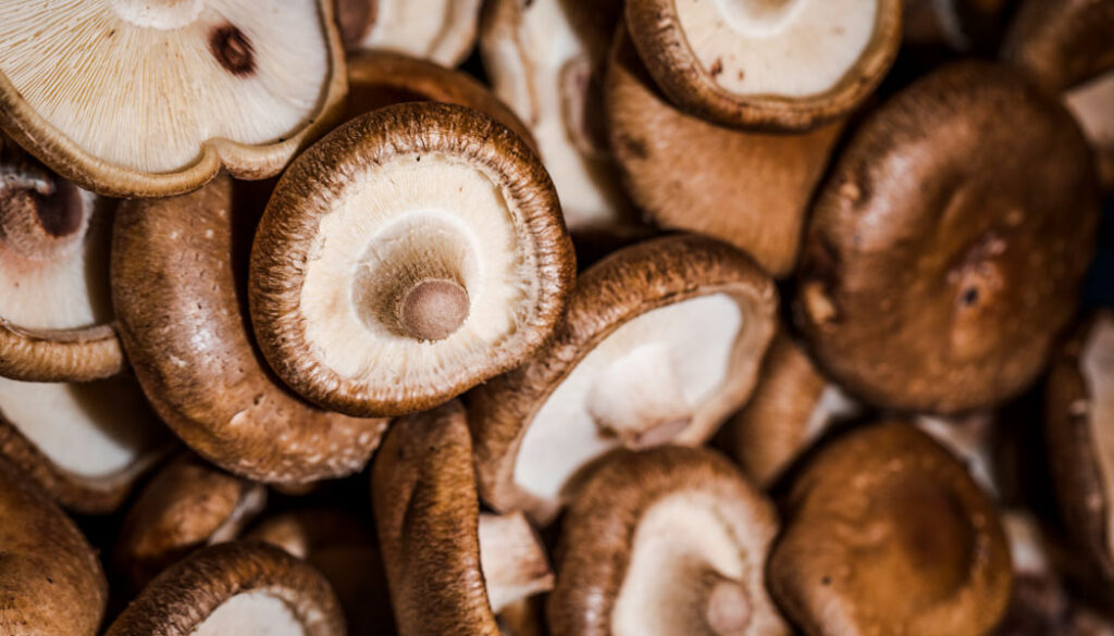 healthy-mushrooms-organic-harvest-sales