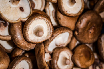 healthy-mushrooms-organic-harvest-sales