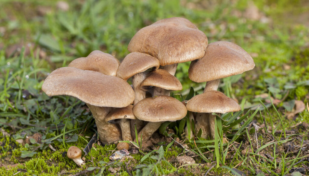 selective-focus-shot-group-brown-small-mushrooms-growing-forest