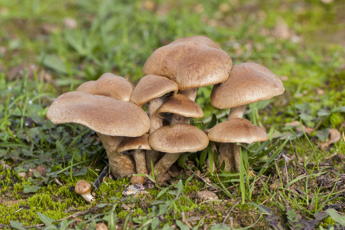 selective-focus-shot-group-brown-small-mushrooms-growing-forest